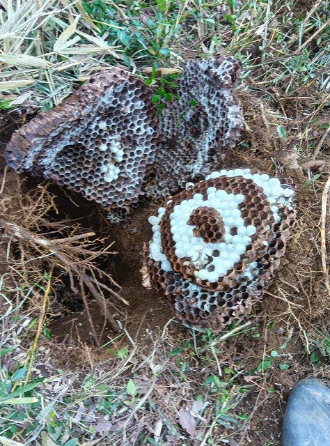 オオスズメバチの巣を回収し駆除（川崎市麻生区）